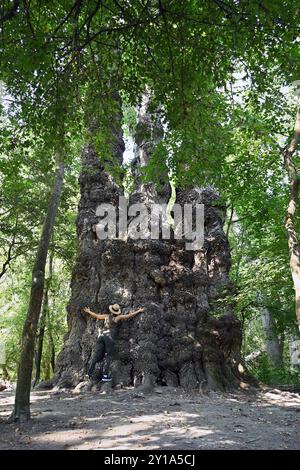 Gigantesco pioppo nero raggruppato con una femmina escursionista dal retro vicino al fiume Móricz Danubio e a Baja in estate Foto Stock