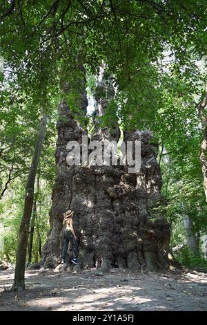 Gigantesco pioppo nero raggruppato con una femmina escursionista dal lato vicino al fiume Móricz Danubio e Baja in estate Foto Stock