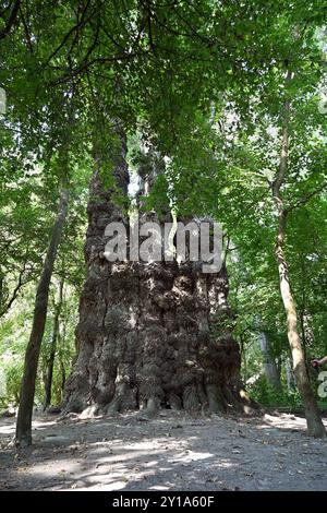 Gigantesco pioppo nero raggruppato vicino al fiume Móricz Danubio e a Baja in estate Foto Stock