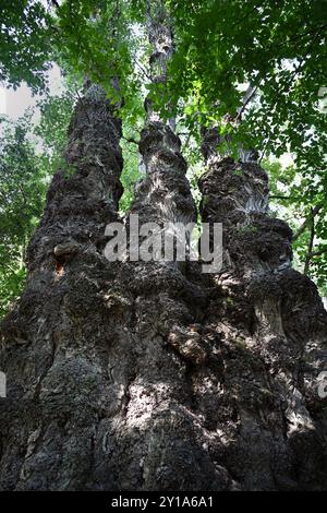 Gigantesco pioppo nero raggruppato vicino al fiume Móricz Danubio e a Baja in estate Foto Stock