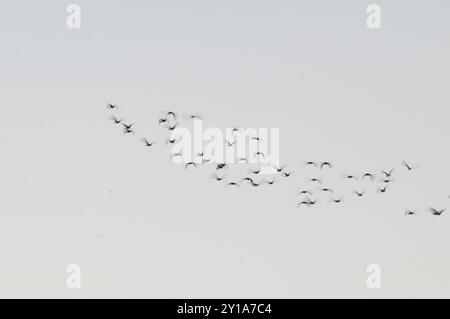 Egret Flock in volo, provincia di la Pampa, Patagonia, Argentina Foto Stock