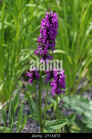 Betony, Betony di legno, Ortica comune, Betonia viola, Bishopwort, o Bishop's Wort, Betonica officinalis 'Hummelo', Lamiaceae. REGNO UNITO. Foto Stock