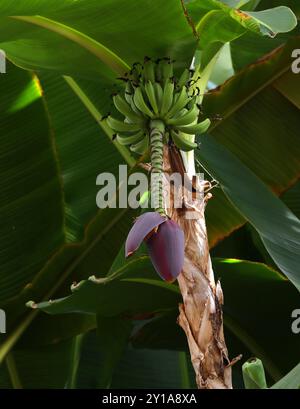 Banana Plant, Musa sp., Musaceae. Asia. Frutta e fiori. Foto Stock