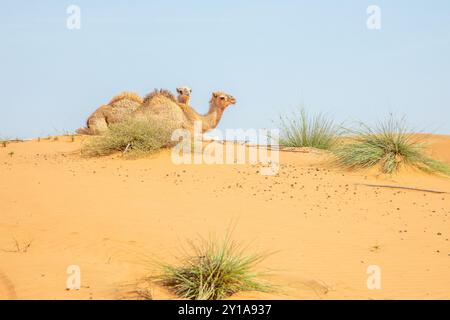 Due cammelli pelosi adagiati sulla sabbia tra le dune nel mezzo del deserto di Wahiba, sultanato dell'Oman Foto Stock