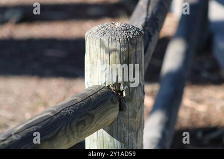 palo e cancello di recinzione in legno Foto Stock