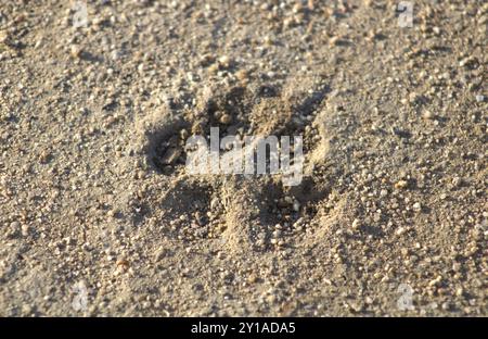 Zampa del cane impronte nella sabbia Foto Stock