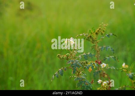 Il Solanum sisymbriifolium è comunemente noto come vila-vila, Sticky nightshade, Red Buffalo-bur, The Fire-and-Ice Plant, litchi pomodoro, o Morelle de Balbis. Foto Stock