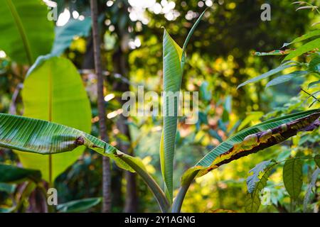 Banana Tree in un'ora d'oro Foto Stock