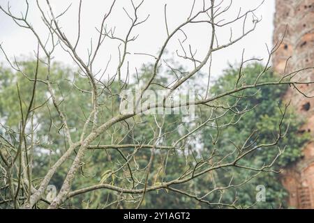 Albero senza foglie nella stagione invernale Foto Stock