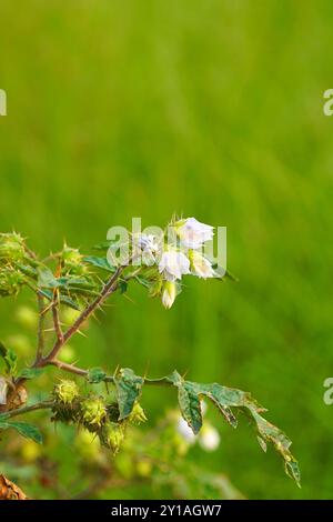 Il Solanum sisymbriifolium è comunemente noto come vila-vila, Sticky nightshade, Red Buffalo-bur, The Fire-and-Ice Plant, litchi pomodoro, o Morelle de Balbis. Foto Stock