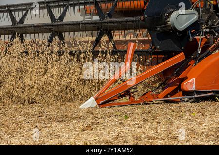 La mietitrebbiatrice raccoglie soia durante la stagione autunnale. Concetto di coltivazione della soia, lavoro agricolo e attrezzature agricole. Foto Stock