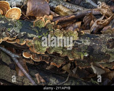 Turkeytail Fungus colore verde su ramo decadente in inglese Woodland Foto Stock