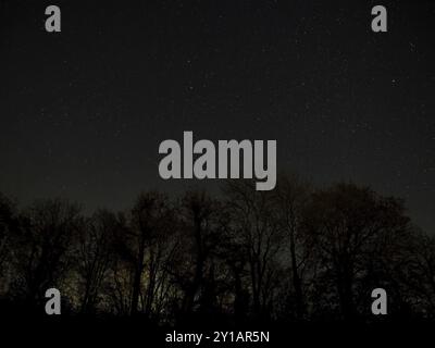 Cielo notturno in inverno con costellazioni di Gemini, cancro, lince e inquinamento luminoso dietro alberi sagomati Foto Stock