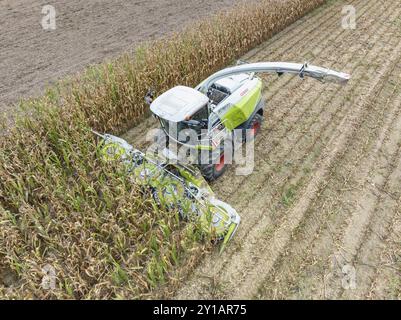 Una trebbiatrice di foraggio in un campo di mais, raccolta di mais, insilato, mais da foraggio, foraggio per vacche da latte, produzione di energia, vista aerea, distretto di Costanza, B Foto Stock