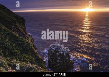 Scogliere di uccelli su una ripida costa di fronte al mare, sole di mezzanotte, gannette (Morus bassanus), colonia, Langanes, Islanda, Europa Foto Stock