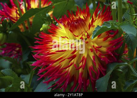 Gioielli Dahlia, Jessica Foto Stock