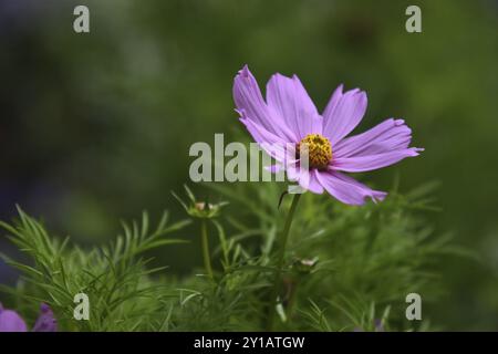 Cestino con gioielli, Cosmos bipinnatus Foto Stock