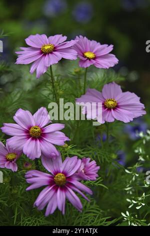 Cestino con gioielli, Cosmos bipinnatus Foto Stock