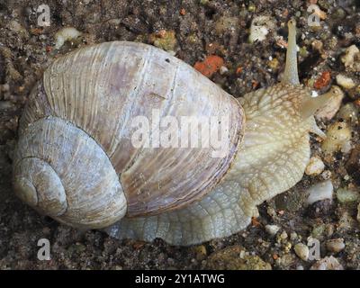 Lumaca di Borgogna (Helix pomatia) in uscita dalla sua conchiglia, Renania settentrionale-Vestfalia, Germania, Europa Foto Stock