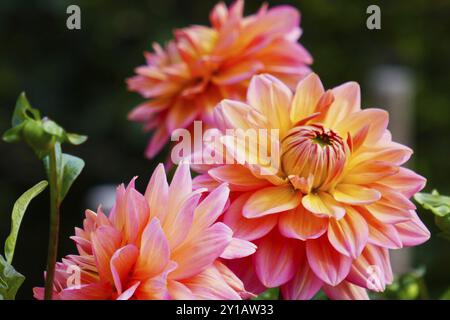 Gioielleria Dahlia, John Neumeier, Z Wagschal 2007 Foto Stock