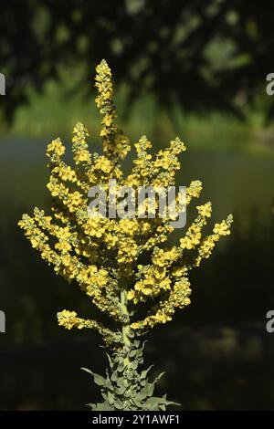 Moth Mullein Foto Stock