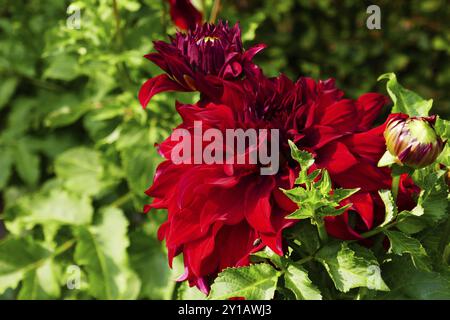 Gioielli Dahlia, Spartaco Foto Stock