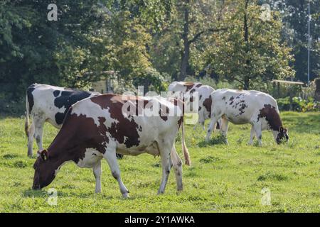 Quattro mucche che pascolano su un pascolo verde rigoglioso, circondato da alberi, pastorale e pacifico, weseke, muensterland, germania Foto Stock