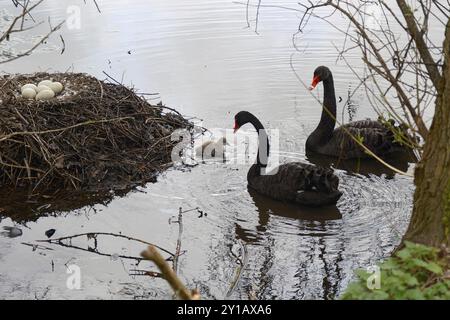 Cigni neri (Cygnus atratus) con pulcini, cigno nero, riflesso, Renania settentrionale-Vestfalia, Germania, Europa Foto Stock