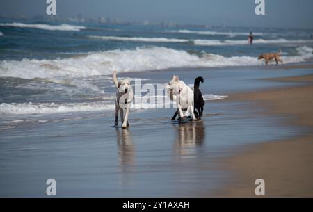 Cani che giocano sulla riva di Huntington Beach, conosciuta anche come Dog Beach. Foto Stock