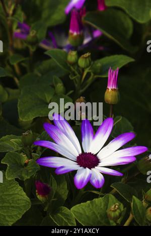 Osteospermum Foto Stock
