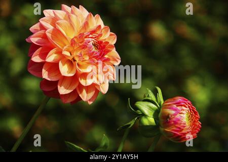 Palla Dahlia, Fabians Foto Stock