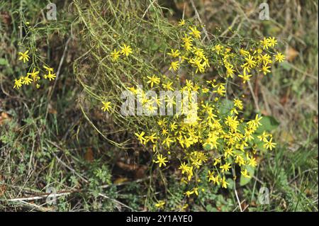 Senecio inaequidens Foto Stock