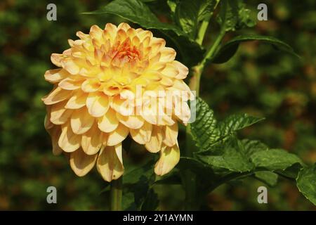 Palla Dahlia, Fabians Foto Stock