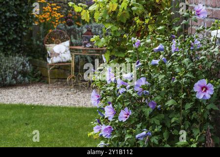 Vista giardino con letto di fiori viola in primo piano, sedia e tavolo in un letto di fiori, Weseke, Muensterland, Germania, Europa Foto Stock