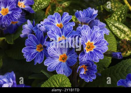 Primrose, Blue Zebra Foto Stock