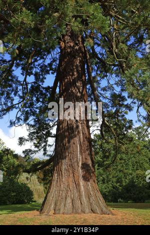 Sequoia sempervirens Foto Stock