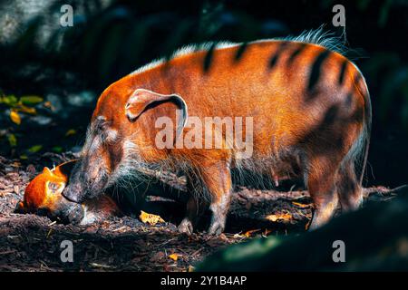 Madre e bambino di Red River Hog. Potamochoerus Porcus Foto Stock