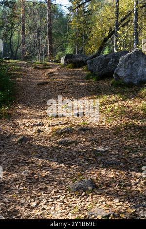 Il sentiero che conduce alla collina forestale è cosparso di massi e uno spesso strato di foglie rosse secche in autunno Foto Stock