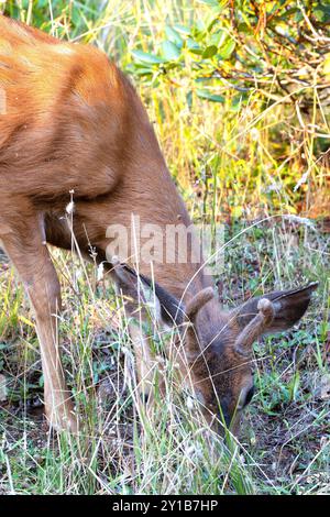 Un giovane, maschio, cervo coda nera con corna fuzzy in un prato di Eugene, Oregon. Foto Stock