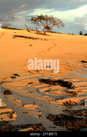 Vista di un albero in primo piano di bootprints sulla spiaggia sabbiosa che viene catturata prima del tramonto a Marosi, Sumba occidentale, Nusa Tenggara orientale, Indonesia. Foto Stock