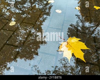 foglie d'acero gialle cadute sulla superficie dell'acqua della marciapiede con riflessi di alberi. Foto Stock