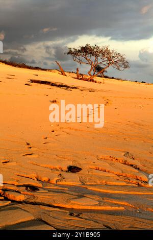 Vista di un albero in primo piano di bootprints sulla spiaggia sabbiosa che viene catturata prima del tramonto a Marosi, Sumba occidentale, Nusa Tenggara orientale, Indonesia. Foto Stock