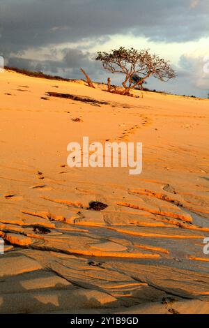 Vista di un albero in primo piano di bootprints sulla spiaggia sabbiosa che viene catturata prima del tramonto a Marosi, Sumba occidentale, Nusa Tenggara orientale, Indonesia. Foto Stock