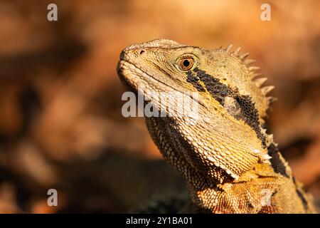 Il drago d'acqua australiano, che comprende il drago d'acqua orientale e la sottospecie di drago d'acqua Gippsland, è una specie arborea di agamide nativa Foto Stock