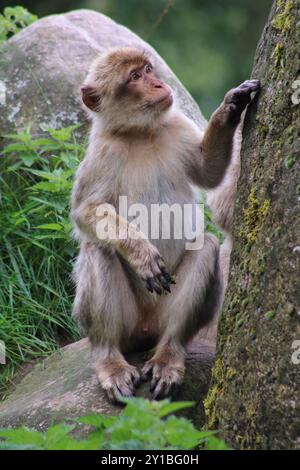 Barbary Macaque (Macaca sylvanus) Foto Stock