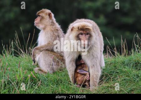 Barbary Macaque (Macaca sylvanus) Foto Stock