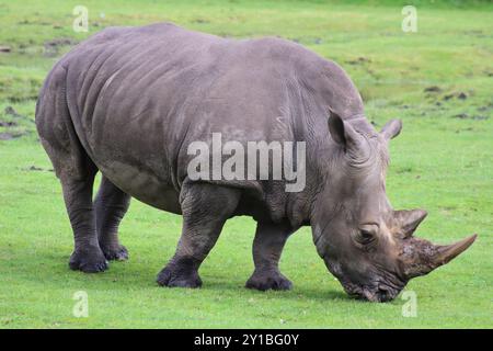 Rinoceronte bianco (Ceratotherium simum simum) Foto Stock