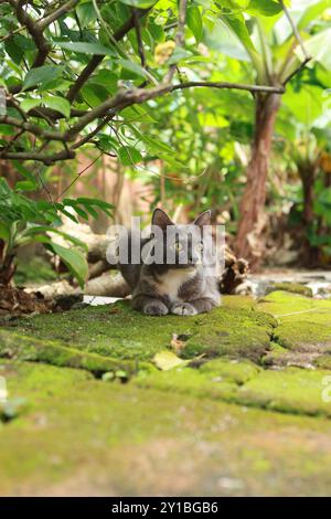 Un gatto grigio e bianco con occhi sorprendenti sbircia curiosamente da dietro un albero coperto di muschio. Foto Stock