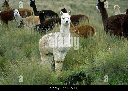 Alpaca, Lama pacos (Vicugna pacos), Ande, Ecuador Foto Stock