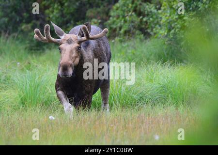Alce in piedi Foto Stock